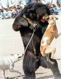 Human Crimes Against Animals, Part 2 - Bear-baiting - An Animal Rights  Article from 