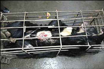 bear bile