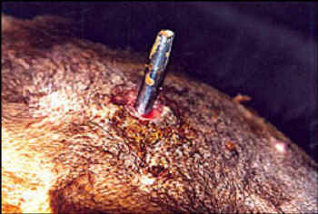 bear bile