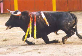Human Crimes Against Animals, Part 4 - Bullfighting - An Animal Rights  Article from 