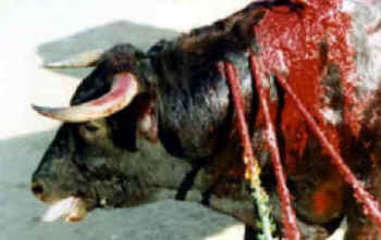 bullfight cruelty