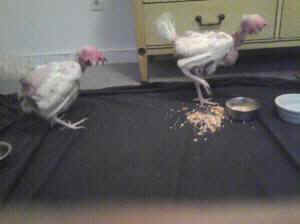 Danzig rooster humane egg