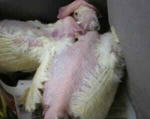 Danzig rooster humane egg