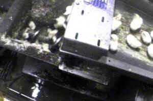 Danzig rooster humane egg