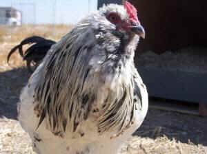Danzig rooster humane egg