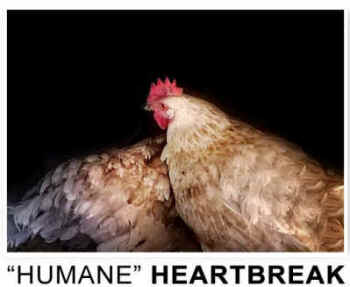 humane slaughter