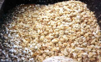 millions of baby chicks killed