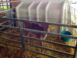 humane factory farming hoax