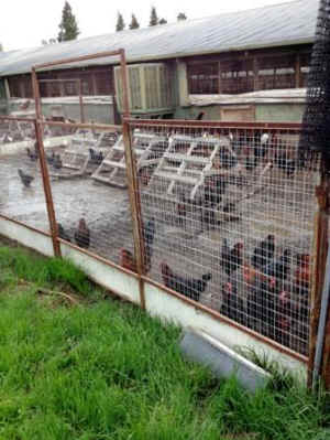 humane factory farming hoax