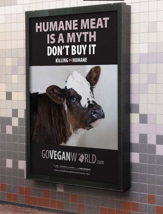 meat cruelties
