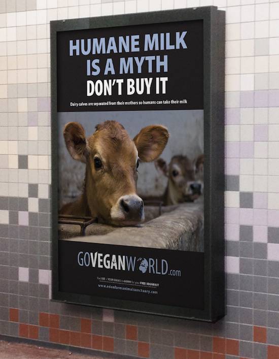 dairy cruelties