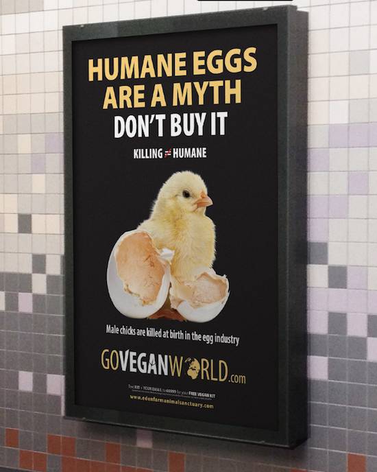 egg cruelties