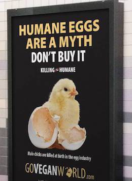 humane eggs myth