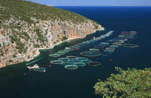 fish farmed overfishing Catskill