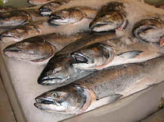 fish overfishing farmed fish Catskill