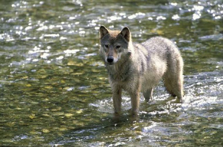 wild Wolf
