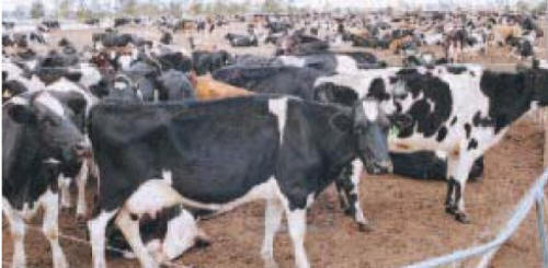 cow slaughter