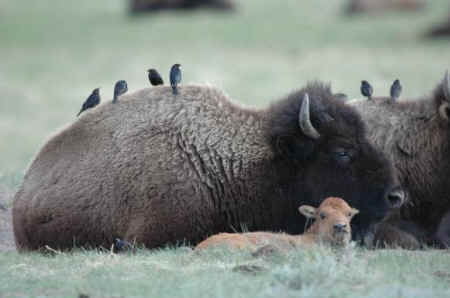 bison buffalo Yellowstone