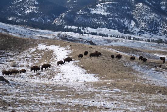 migrating bison