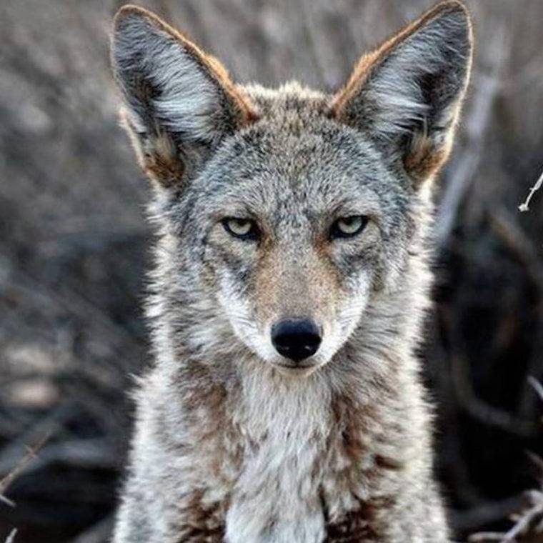 coyote