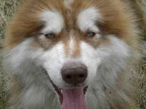 hunter kills dog malamute