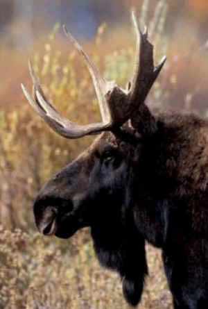 moose
