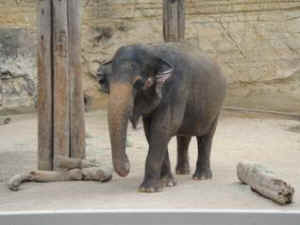 IDA elephants worst zoos