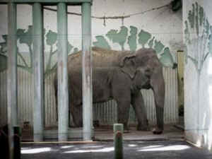 IDA elephants worst zoos