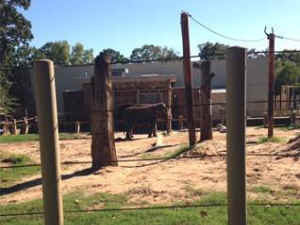 IDA elephants worst zoos