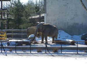 IDA elephants worst zoos