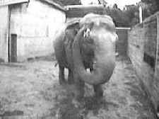 IDA elephant worst zoos