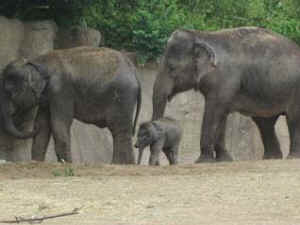 IDA elephants worst zoos