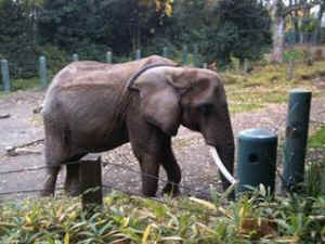 IDA elephants worst zoos