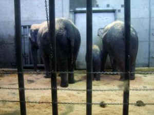 IDA elephants worst zoos