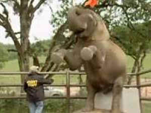 IDA elephants worst zoos