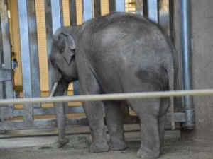 IDA elephants worst zoos