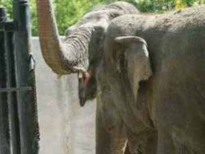 IDA elephants worst zoos