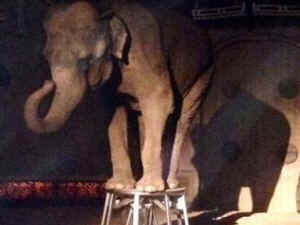 IDA elephants worst zoos