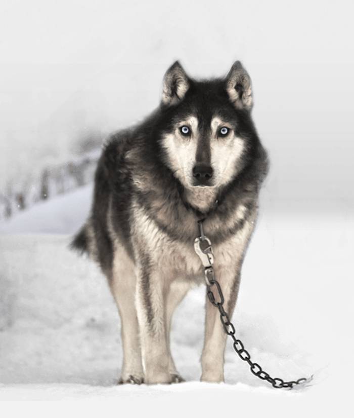 chained sled dog