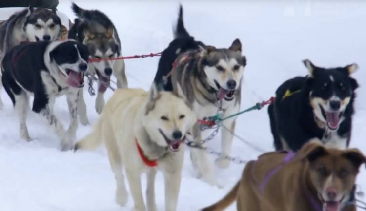 sled dogs