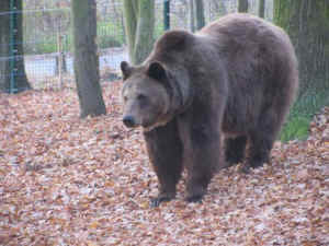 brown bear Poland rescue