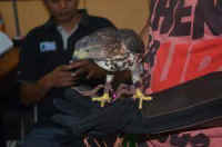 Indonesia wildlife dealer