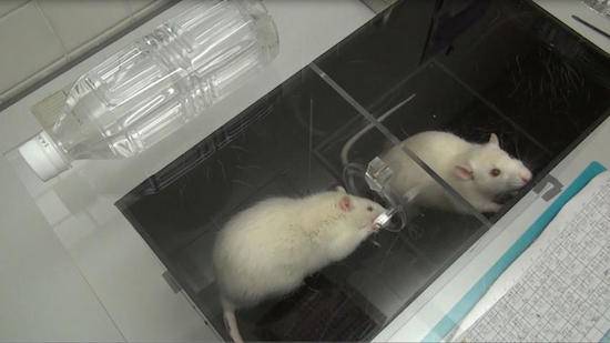 white lab rats