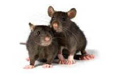 mice in laboratory