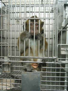 monkey in lab