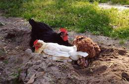 hens dustbathing
