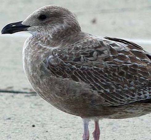 injured gull