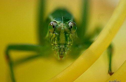 insects and pain