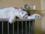 cat shelter rescue no kill