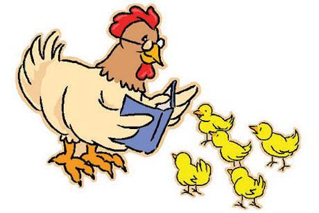 teaching chickens